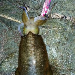 エギング上達に