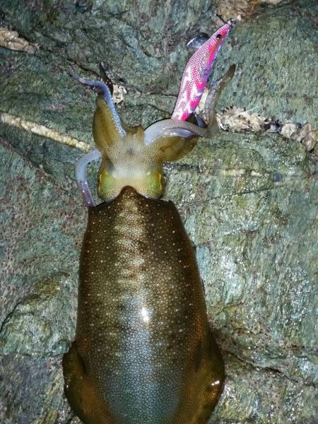 エギング上達に