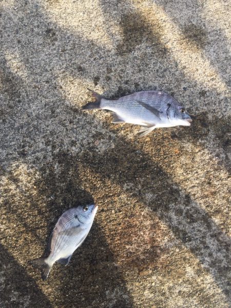 今週の釣果報告！11月18日（日）