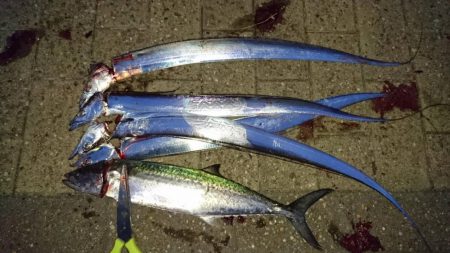 サイズもちょいアップ