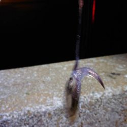 めっちゃ渋い(>_<)