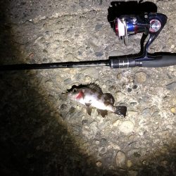 短時間、メバリング‼︎