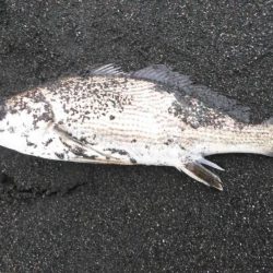 サーフヒラメ、マゴチ、イシモチなど