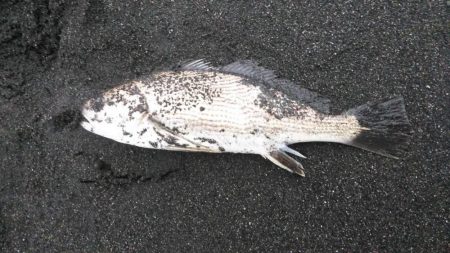 サーフヒラメ、マゴチ、イシモチなど