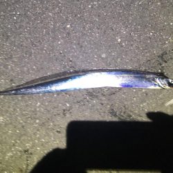 行って良かった！