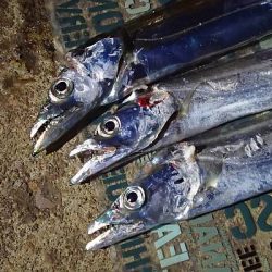 動かない潮に苦戦