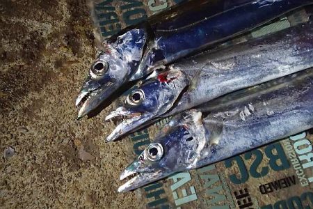 動かない潮に苦戦