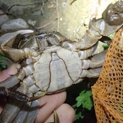 モクズガニ釣り その2