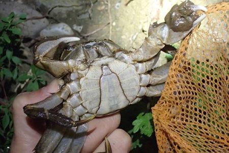 モクズガニ釣り その2