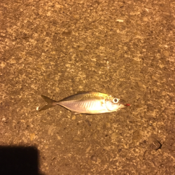 津田・小松島 ライト広域調査