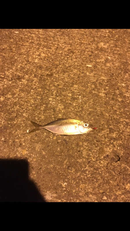 津田・小松島 ライト広域調査