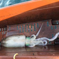 ボートエギング