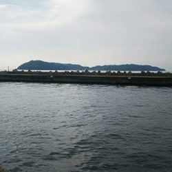 太刀魚は居てます