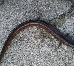 根魚を狙ったのに‥