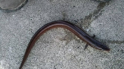 根魚を狙ったのに‥