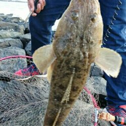 良型マゴチ& イイダコ釣果！