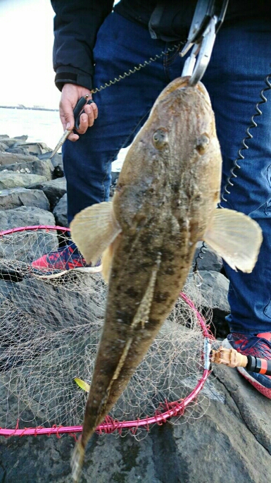 良型マゴチ& イイダコ釣果！