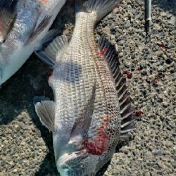 潮は動かないけど。