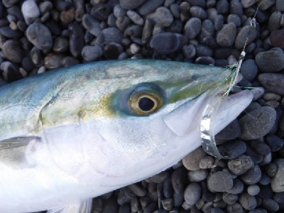 サーフでエビング‼️