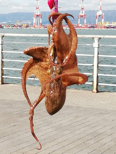 まだまだタコ釣り。