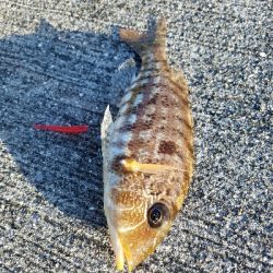 エバ、メッキ、チヌなど