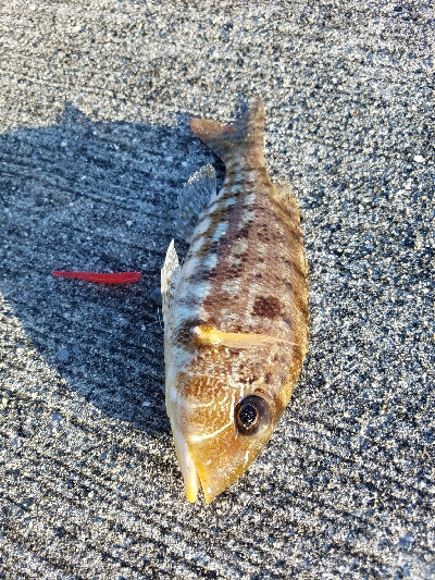 エバ、メッキ、チヌなど