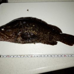 タケノコとれた