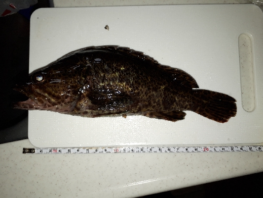 タケノコとれた