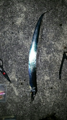 神戸沖堤調査No2