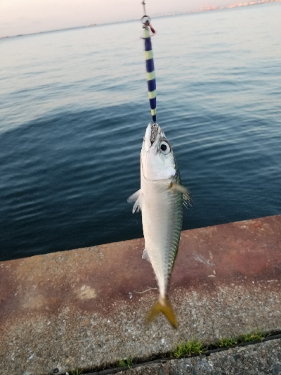 やっとタチウオ釣れた