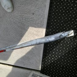 釣り人屋で太刀魚釣り