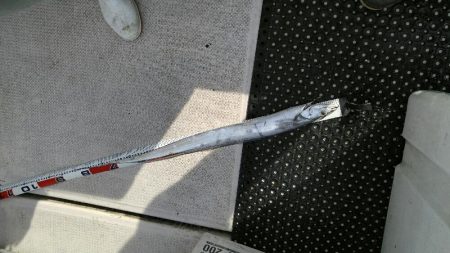 釣り人屋で太刀魚釣り