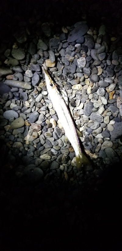 太刀魚狙いでカマス