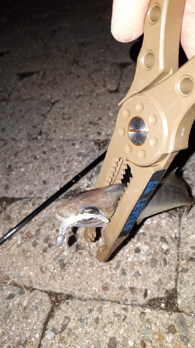 アジングナイト～