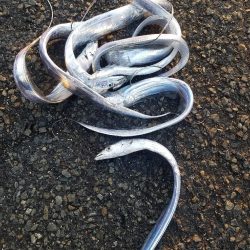 青物からのタチウオ♪