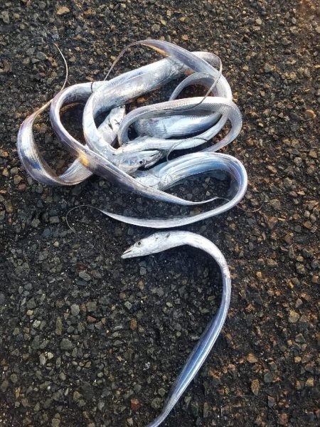 青物からのタチウオ♪