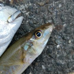 キス釣り　～二時間勝負！～