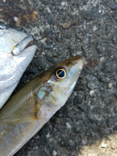 キス釣り　～二時間勝負！～
