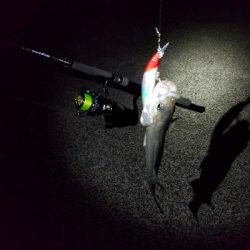 ☆久々の釣果☆