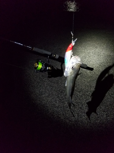 ☆久々の釣果☆