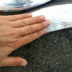 ドジョウで太刀魚