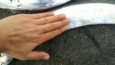 ドジョウで太刀魚