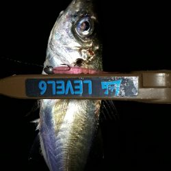 出張からのアジング