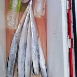 太刀魚集中1時間勝負!