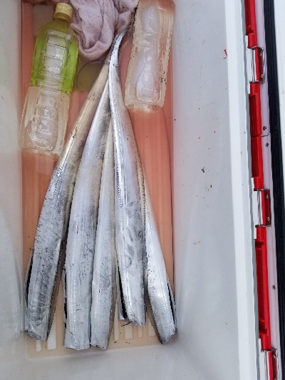 太刀魚集中1時間勝負！