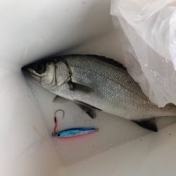 大野川導流堤青物狙い