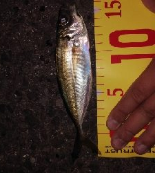 サビキと呑ませ