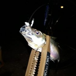 サザエさんタイムにアジング~