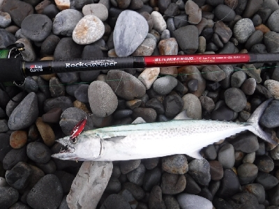 七里御浜サーフのショアジギ