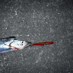 神戸湾奥水路にもタチウオ入ってる